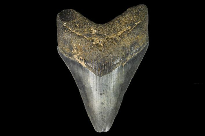 3.44" Fossil Megalodon Tooth - North Carolina